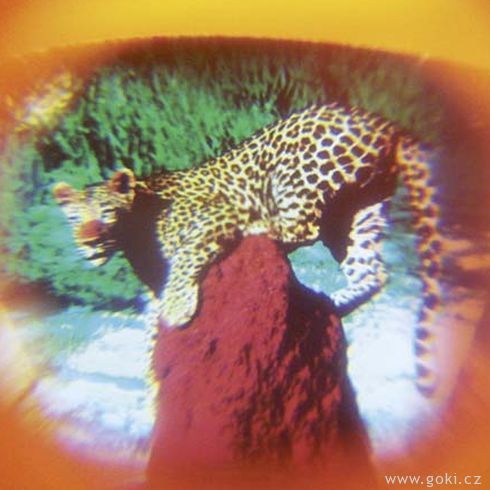 Mini foťáky s obrázky divokých zvířat - Goki